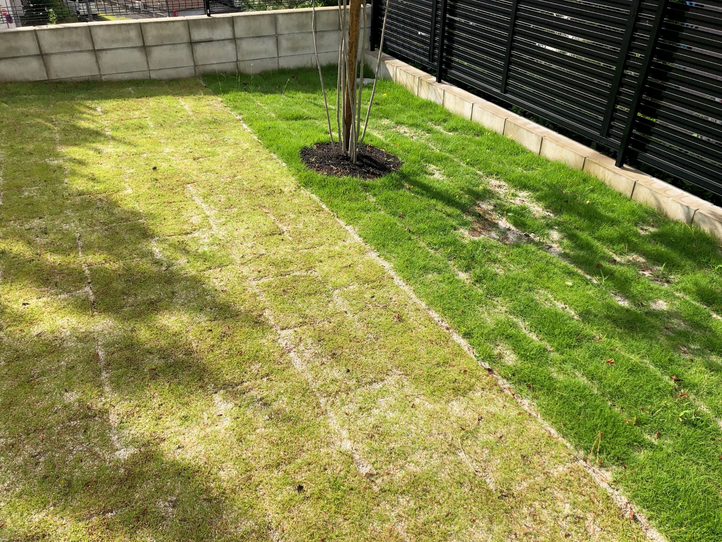 岡崎枕木菜園芝生の庭。姫高麗芝、同じ種類なのに。のイメージ