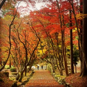 癒しの空間。鶏足寺。自然石ともみじのアプローチ。のイメージ