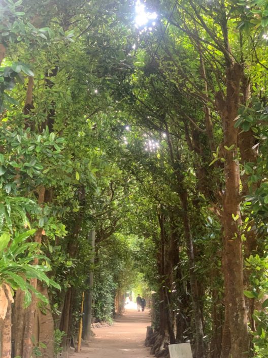 フクギ並木 寒緋桜 沖縄で出会った樹木 おしゃれな庭 エクステリアなら名古屋のバンズガーデン